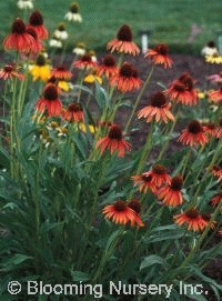 Echinacea purpurea x paradoxa 'Art's Pride'